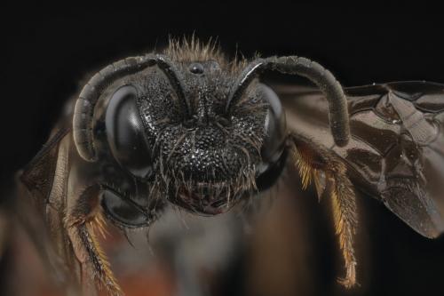 Réf. 280 188 : Sphecodes sp.
